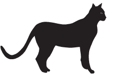 black cat